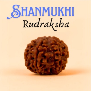 Shanmukhi - Rudraksha ISHA Shanmukhi 6-gesichtig geweiht in Dhyanalinga